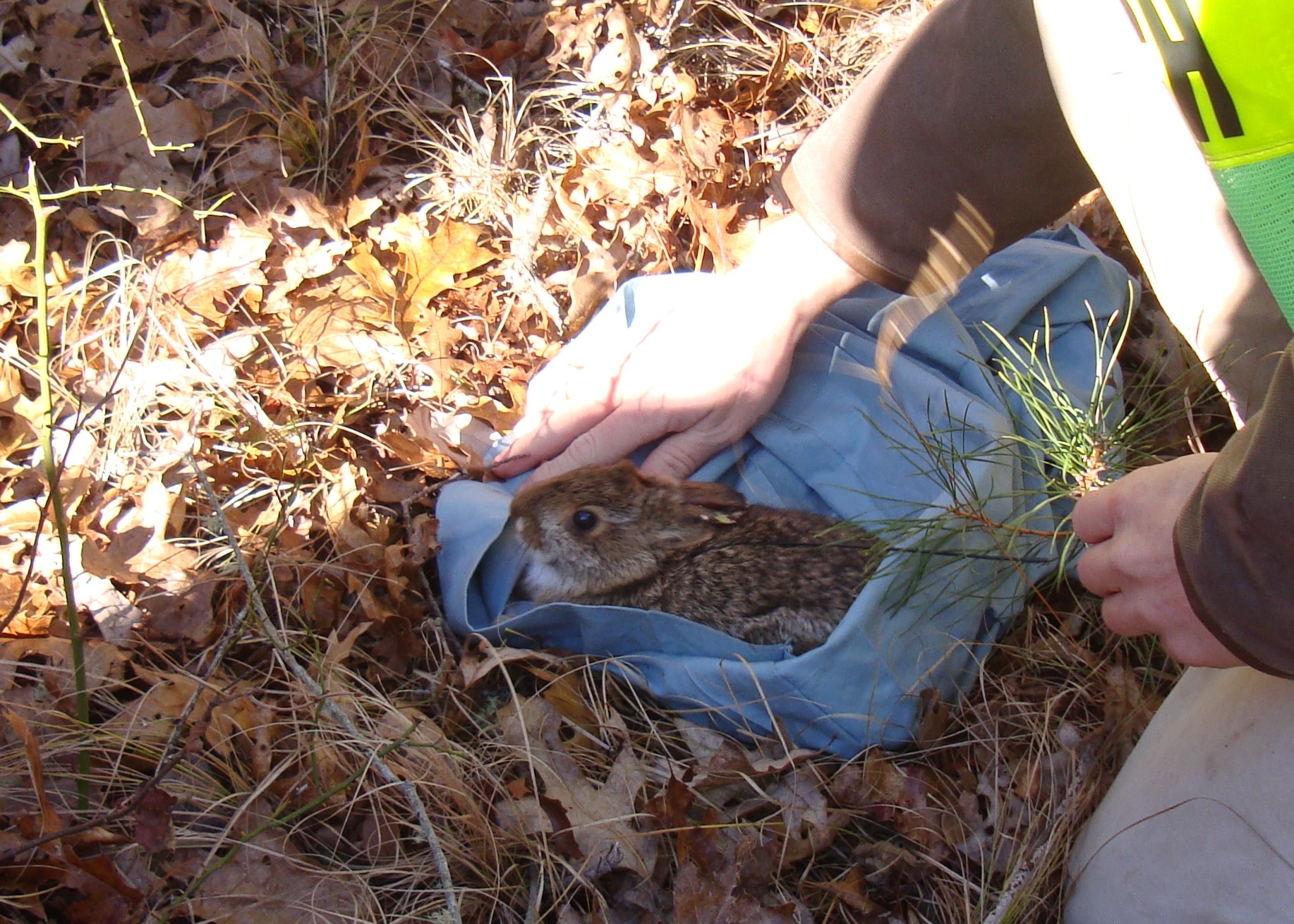 NE Cottontail Dec 9 2010 by KCB
