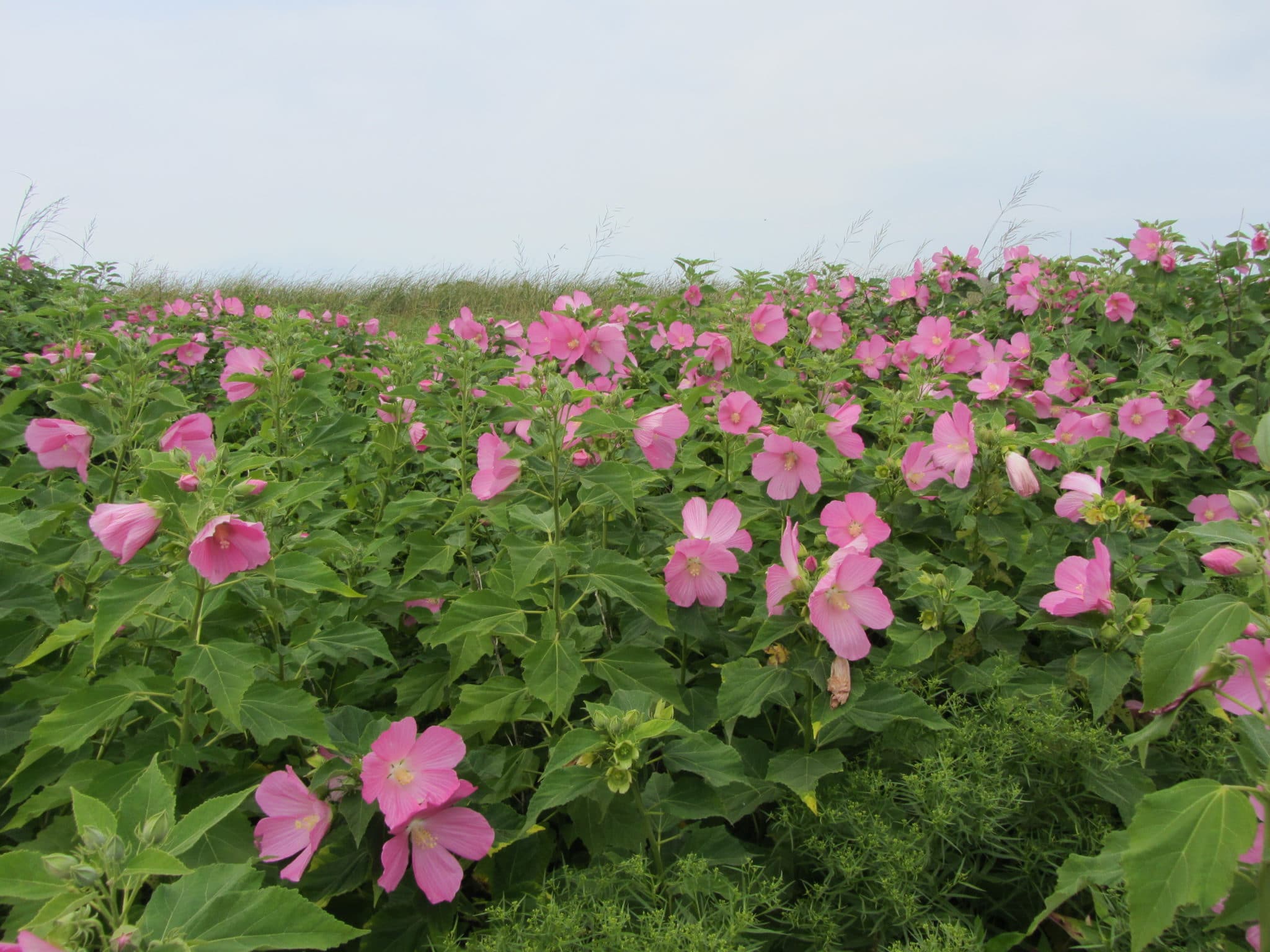 Rose Mallow Miacomet Pond, KAO