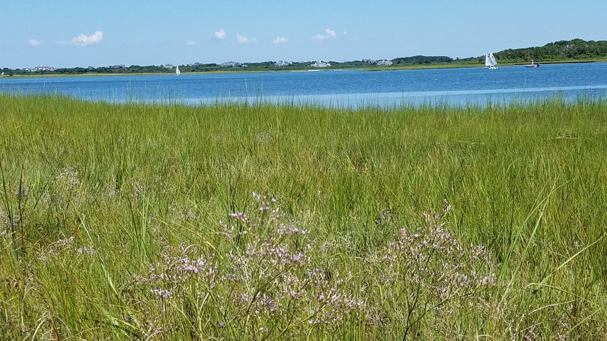 Salt Marsh, Sailboats, Sea lavender at Masquetuck,KAO
