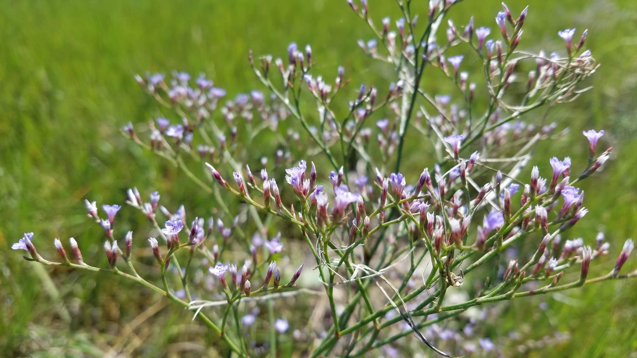 Sea Lavender closeup, Masquetuck,KAO