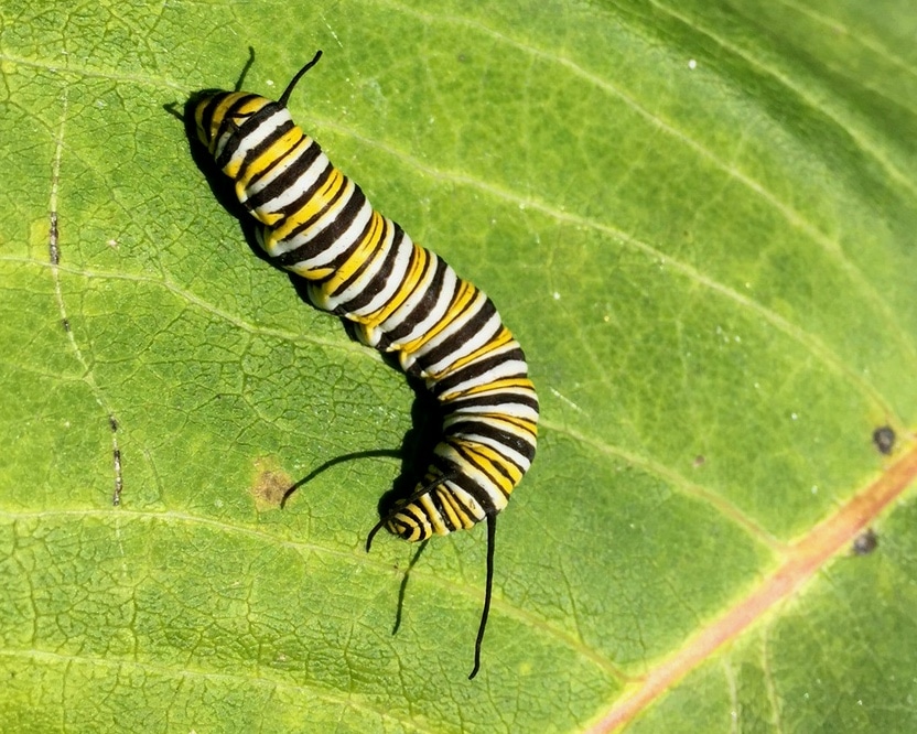 monarch catepillar