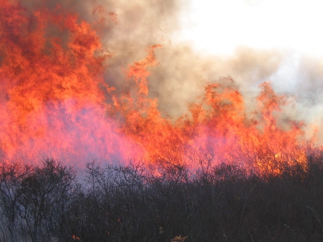Huckleberry Burning