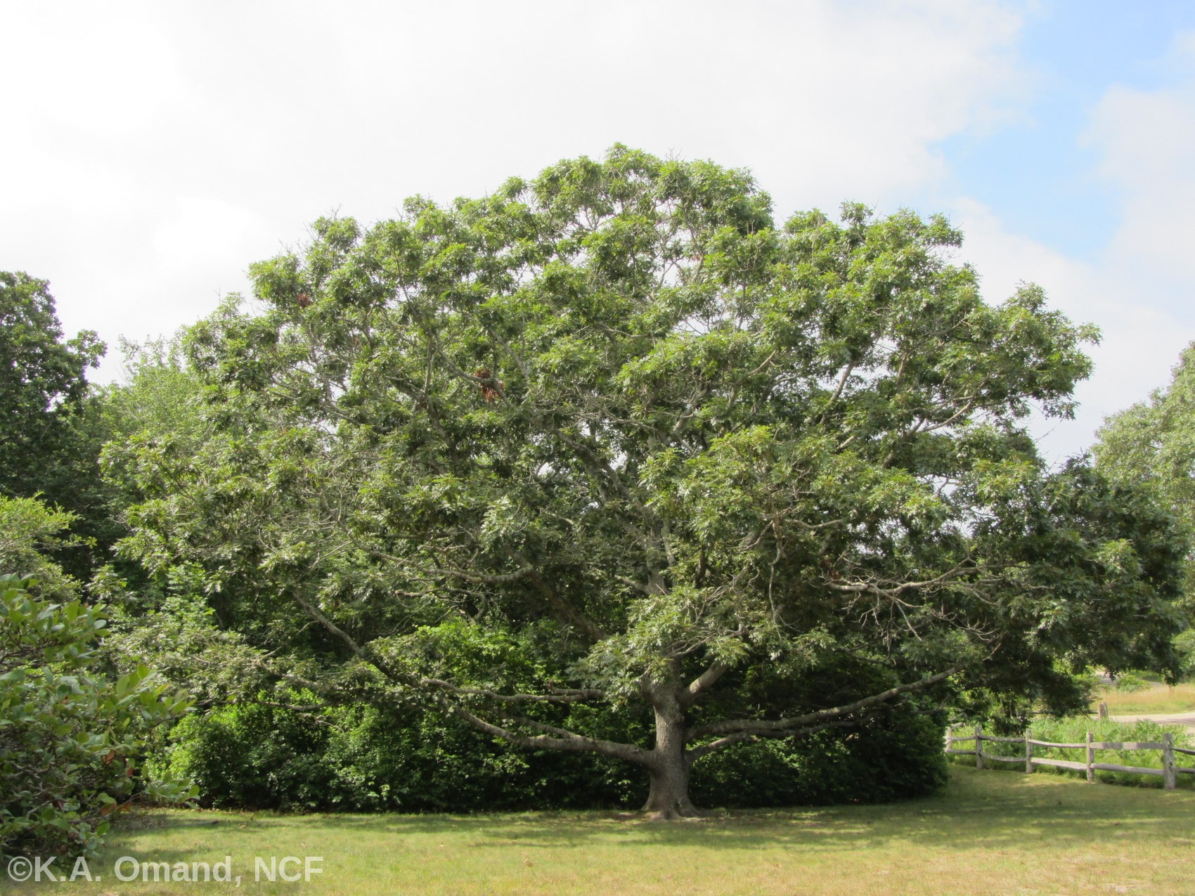 Masquetuck oak with damage