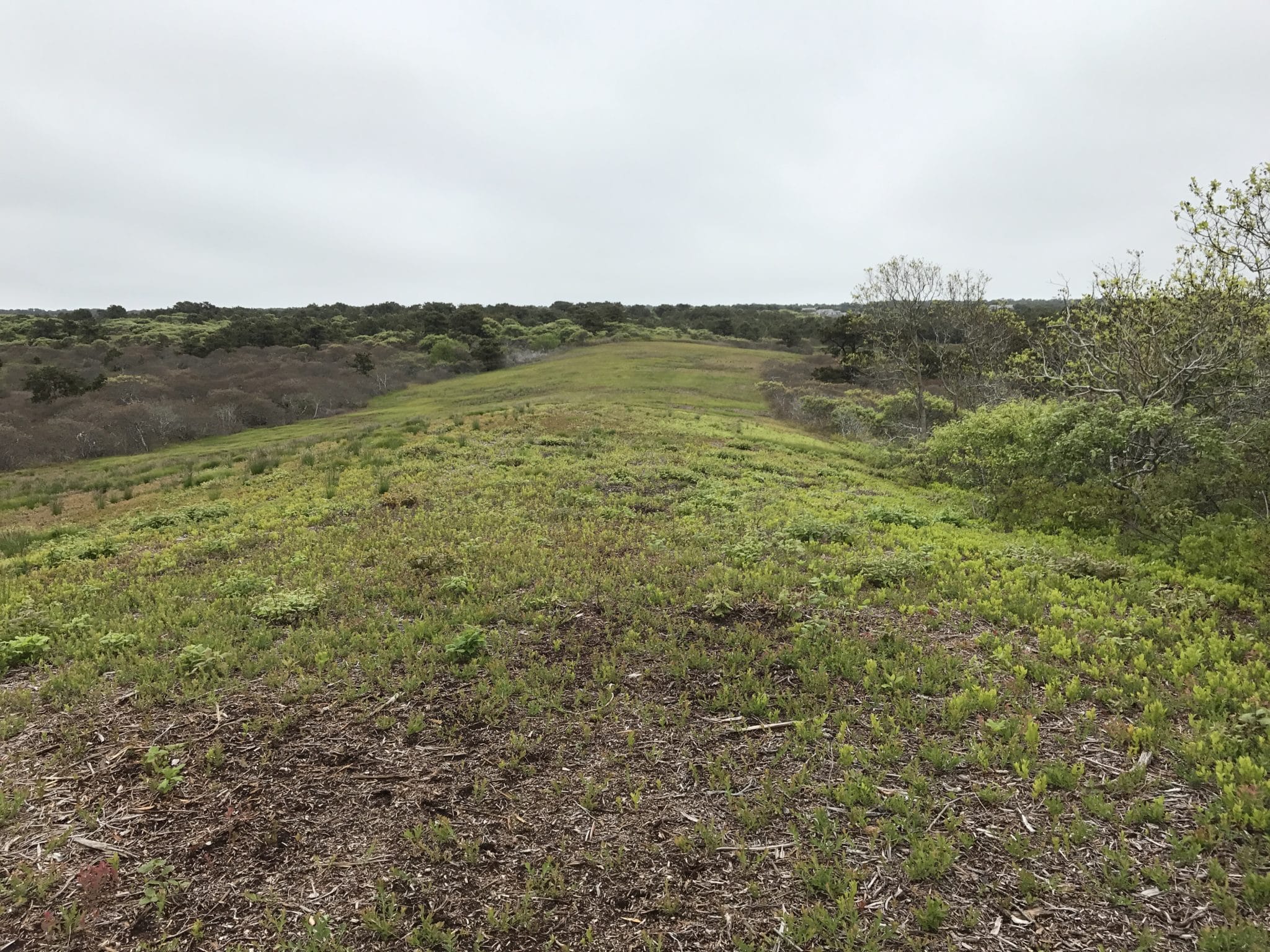 North Pasture Firebreak June 5 2017 2