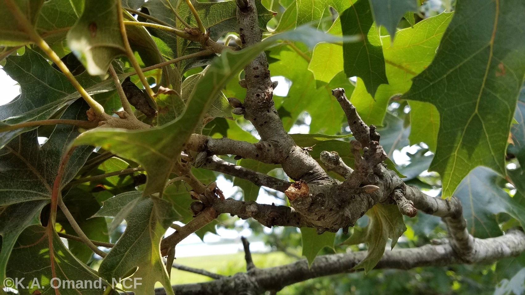Oak twigs with galls