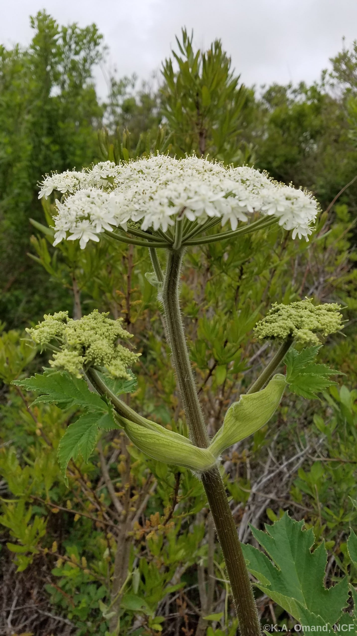 Amer Cow Parsnip portrait, KAO