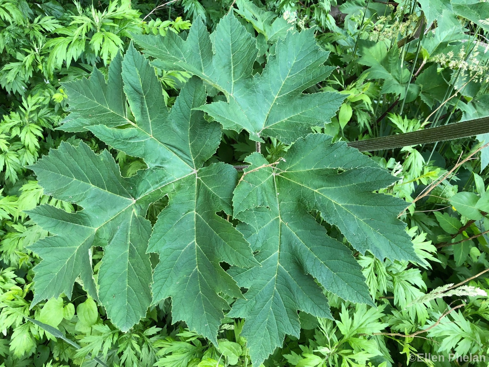 American cow parsnip Leaf, Williams Ln, Ellen Phelan