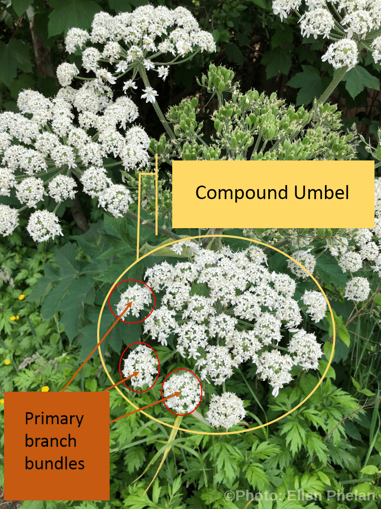 Cow parsnip branch bundles and umbel
