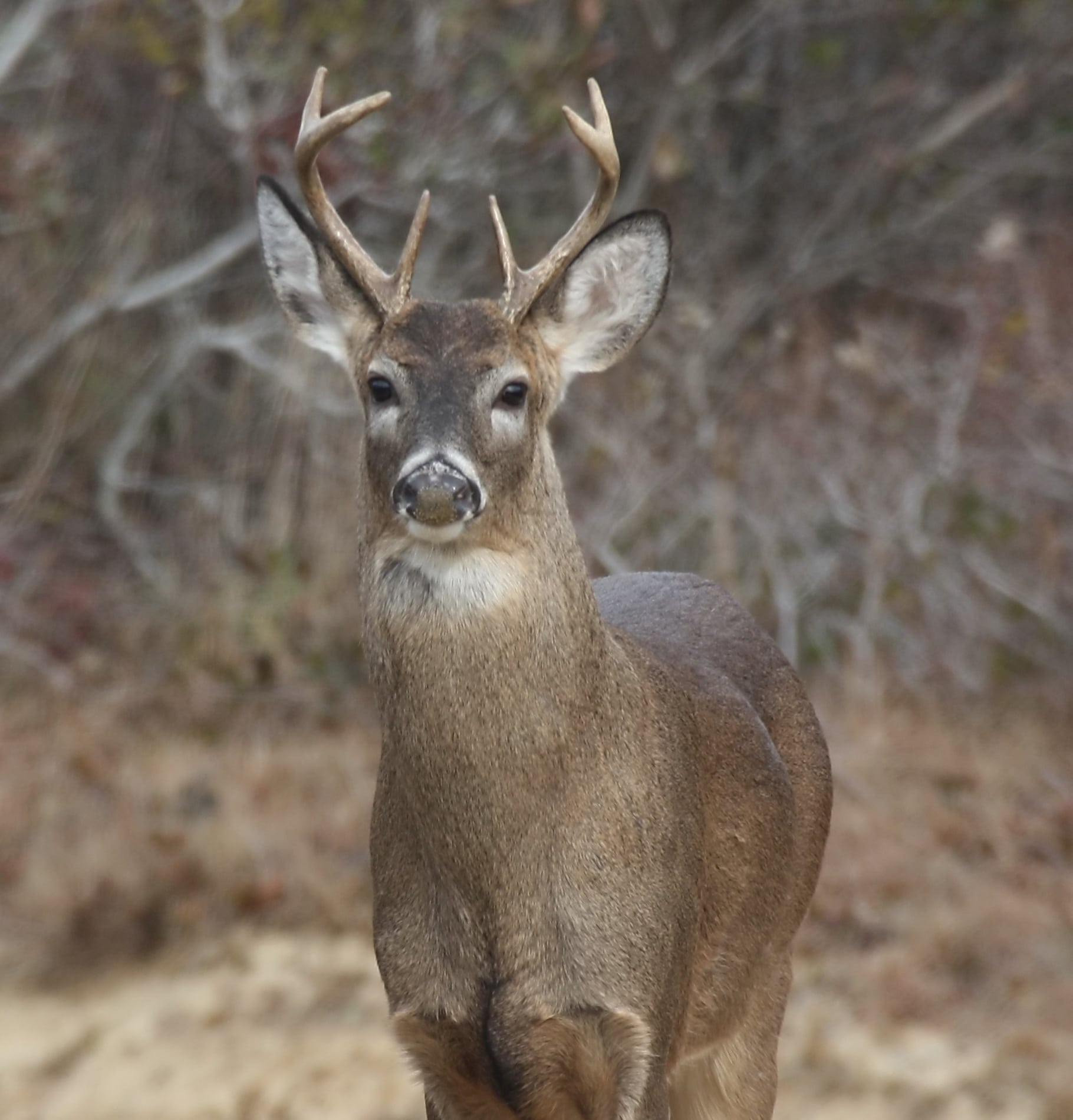 Buck Buck