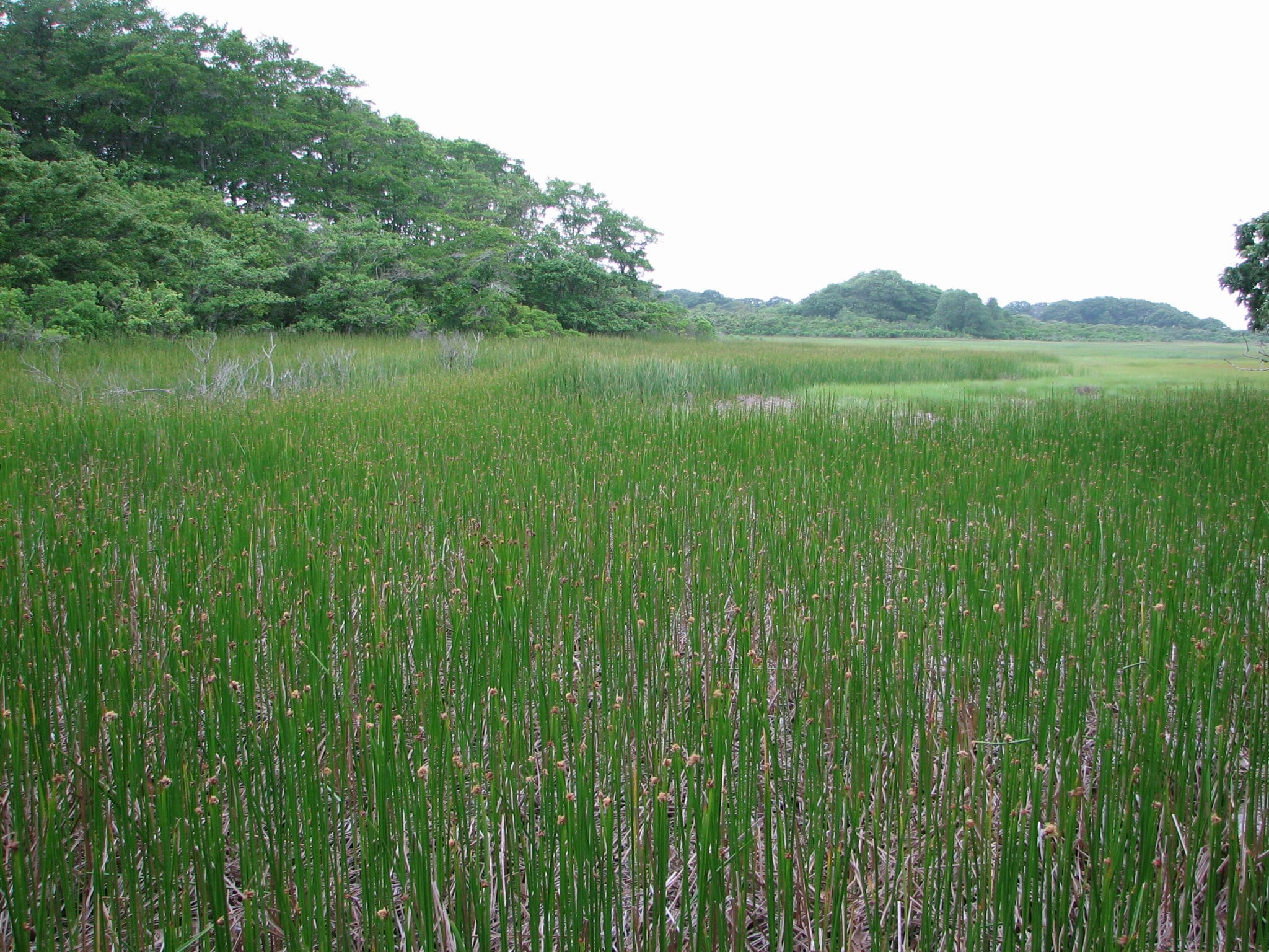 Masquetuck Marsh
