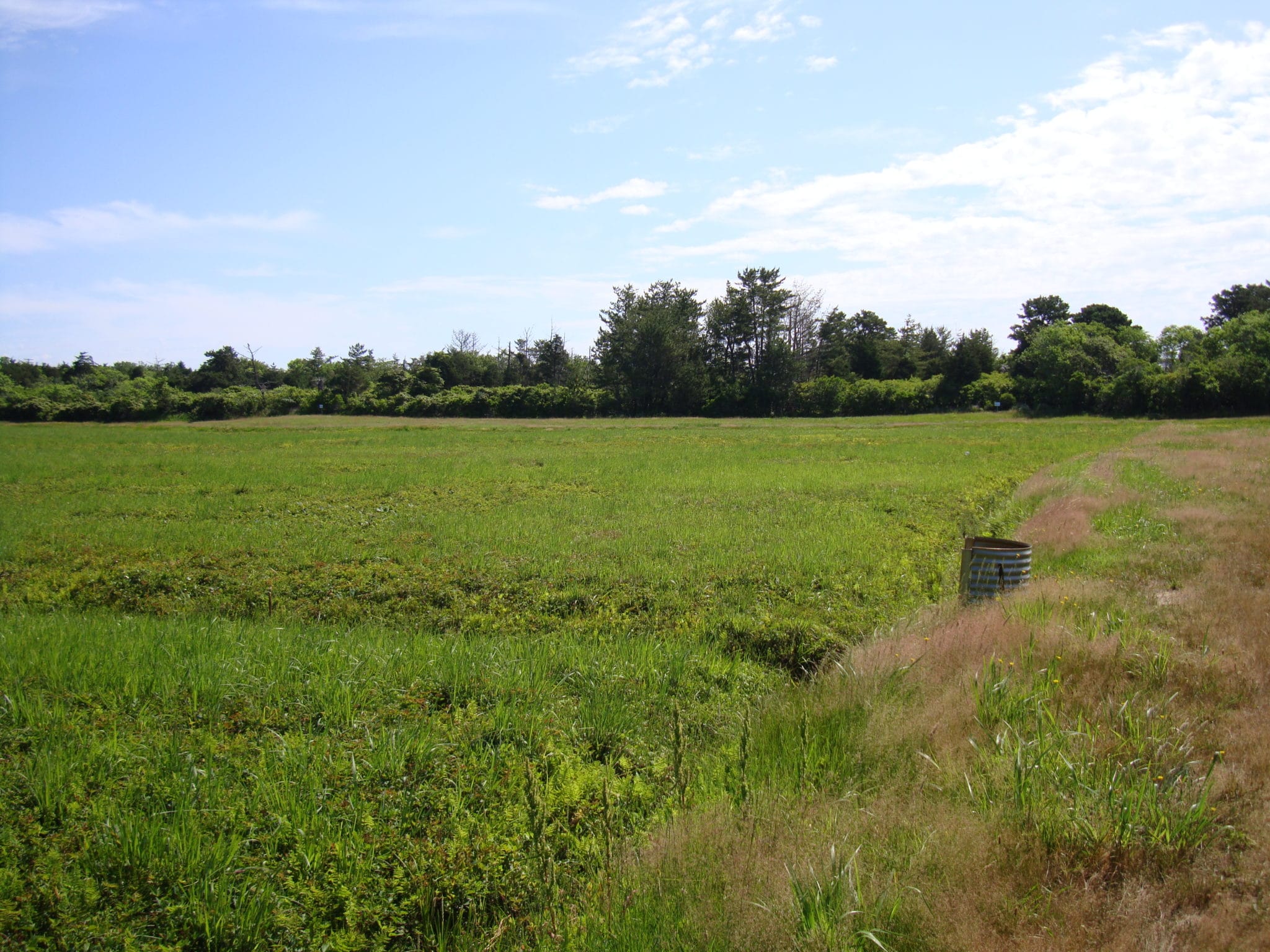 Windswept Bog 019