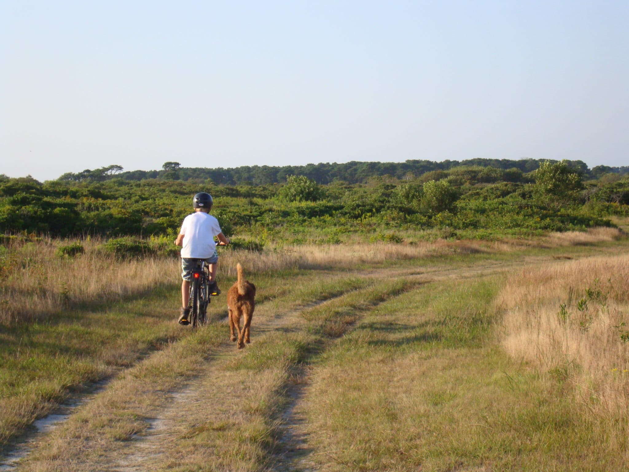 Sanford Farm Bike Rider And Dog Sanford Farm Bike Rider And Dog