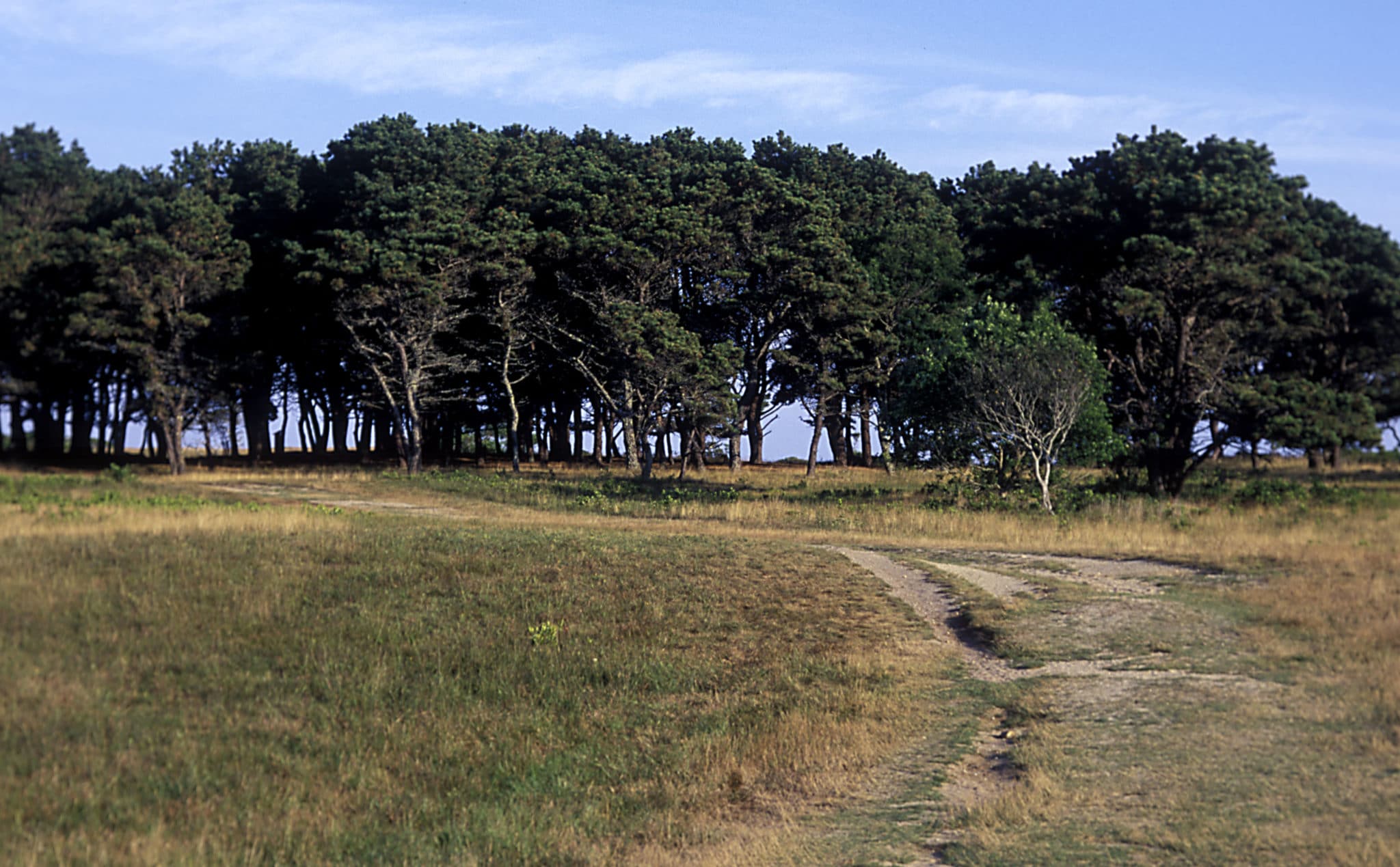 Treessandford Treessandford