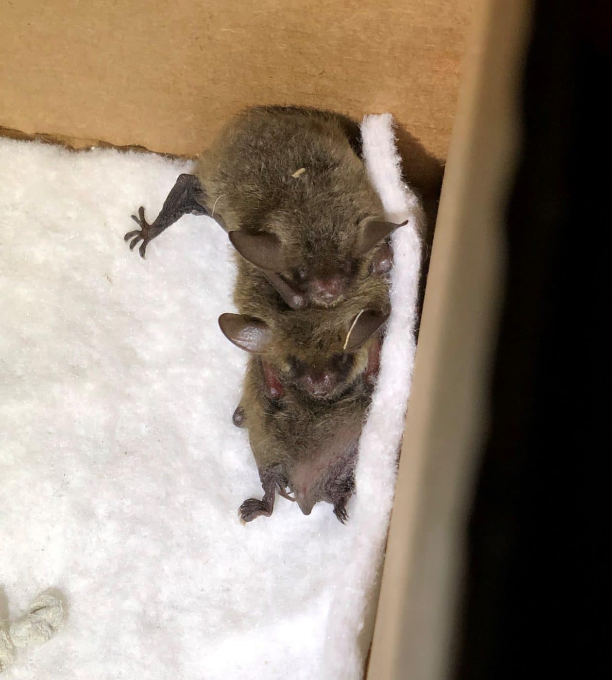 Bats In Your Basement Nantucket Conservation Foundation