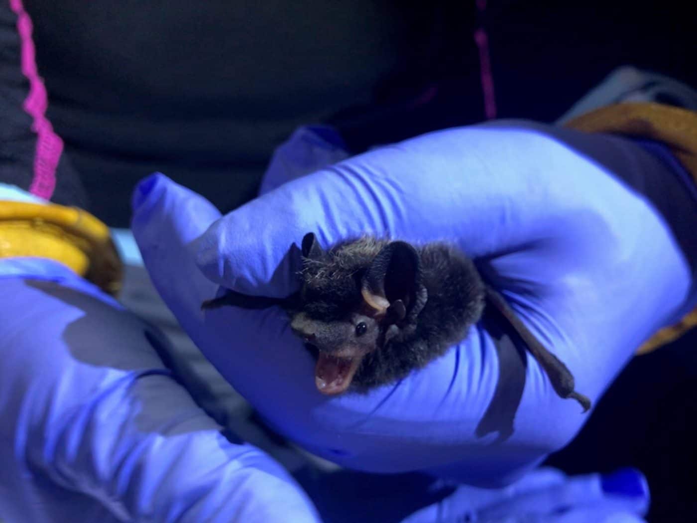 Bats Aren't Bad Guys | Nantucket Conservation Foundation