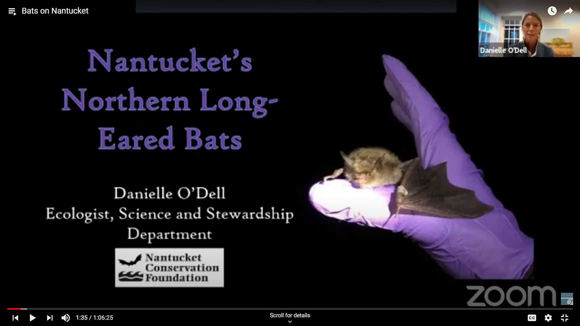 Bats On Nantucket