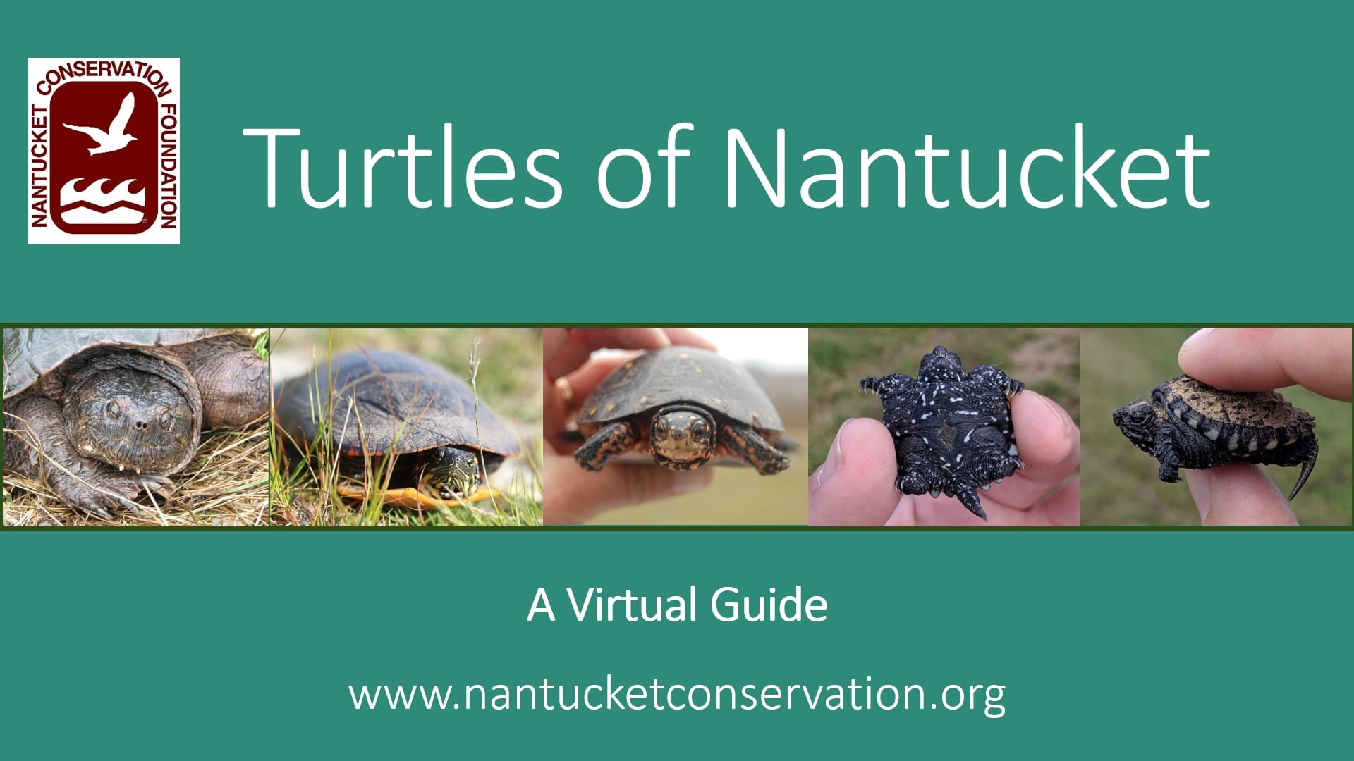 Turtles Of Nantucket
