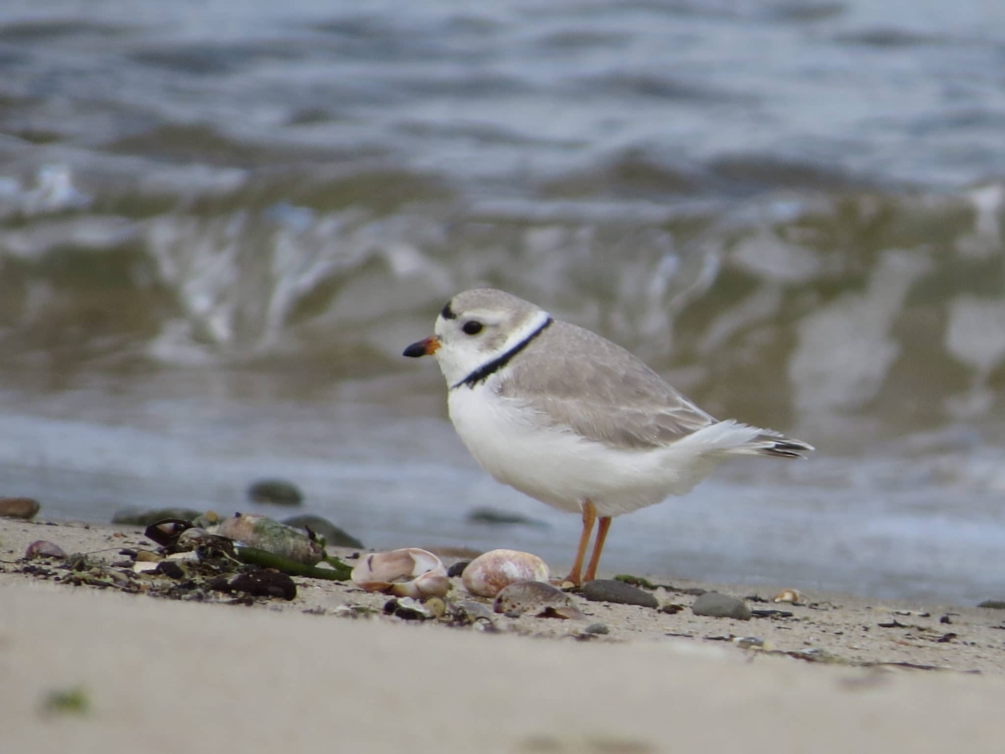 Could a Piping Plover be Your Spirit Animal? | Nantucket Conservation  Foundation
