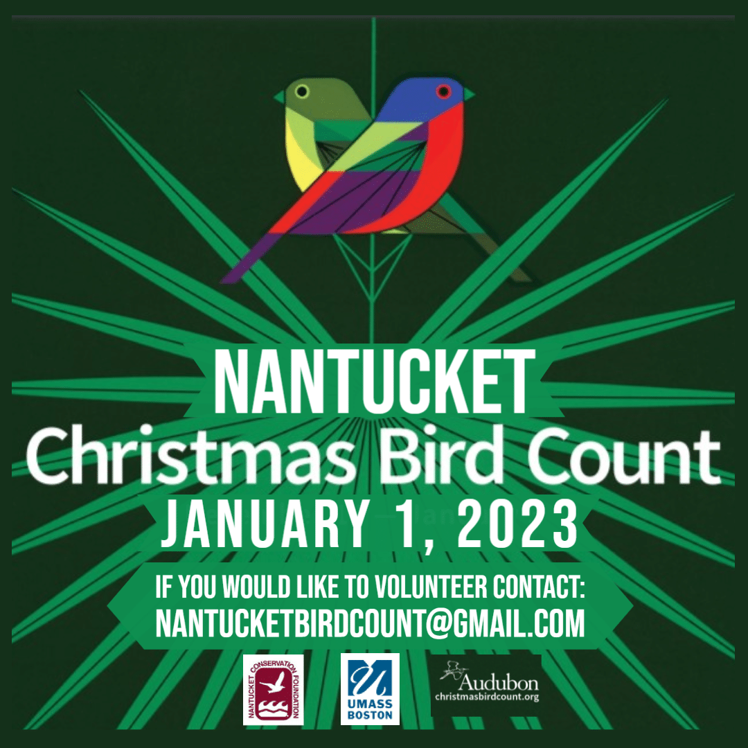Nantucket Christmas Bird Count