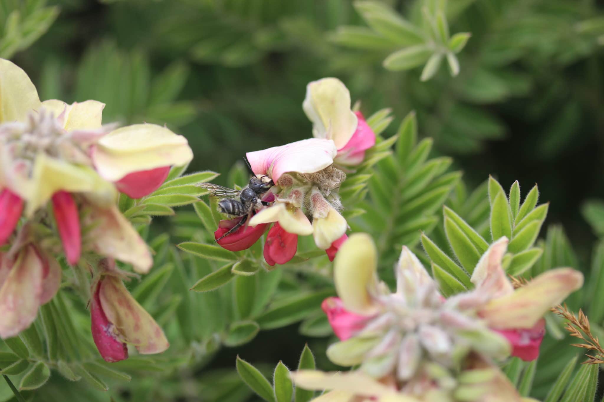 Bee In Tephrosia Virginiana, HOP NPF