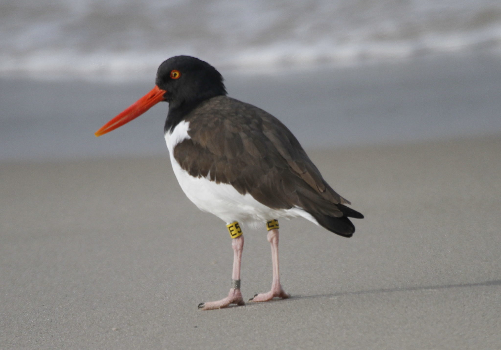 AMOY Field Readable Mar. 25, 13 American oystercatcher <em>(Haematopus palliatus)</em>