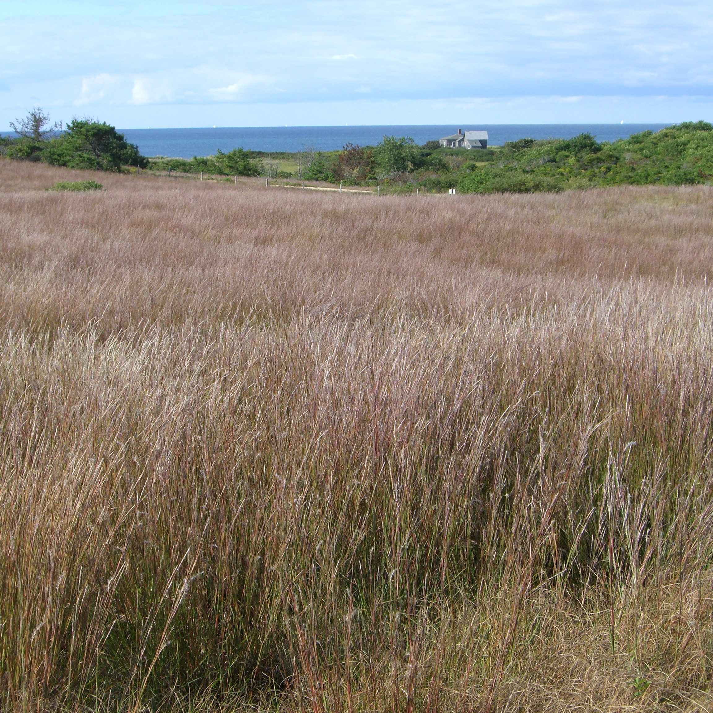 CIMG0045 Little bluestem <em>(Schizachyrium scoparium)</em>