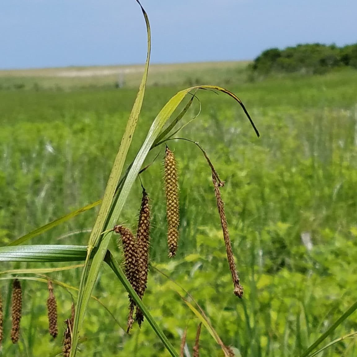 Carex Crinita,SquamPond,KAO (7) Fringed sedge <em>(Carex crinita)</em> - rare on Nantucket and last observed in 1908 by Bicknell