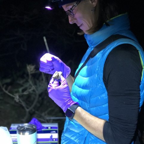 Danielle O’Dell attached radio transmitters to 9 Northern long-eared bats in late fall 2018