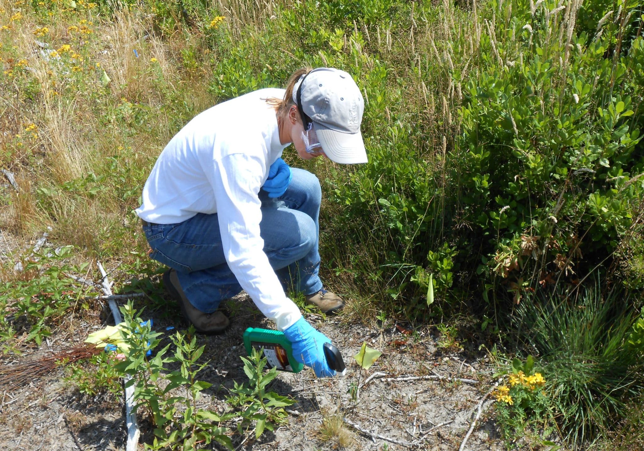 DIO Treating Swallowwort, Sconset Dump DIO Treating Swallowwort, Sconset Dump