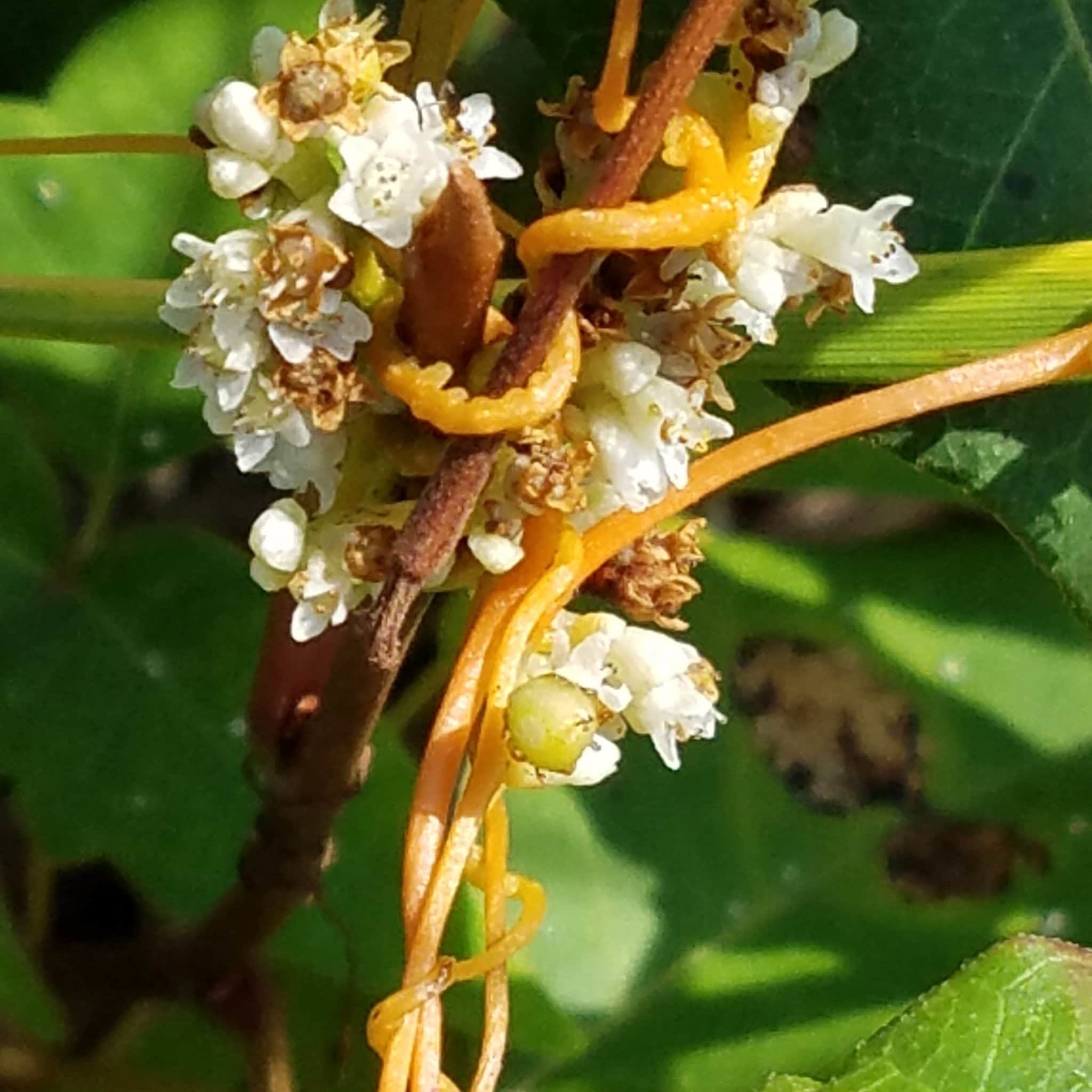 Dodder On Poison Ivy,WHumm,KAO (3) Dodder<em> (Cuscuta polygonorum) </em>- a newly recorded species - growing on poison ivy <em>(Toxicodendron radicans)</em>