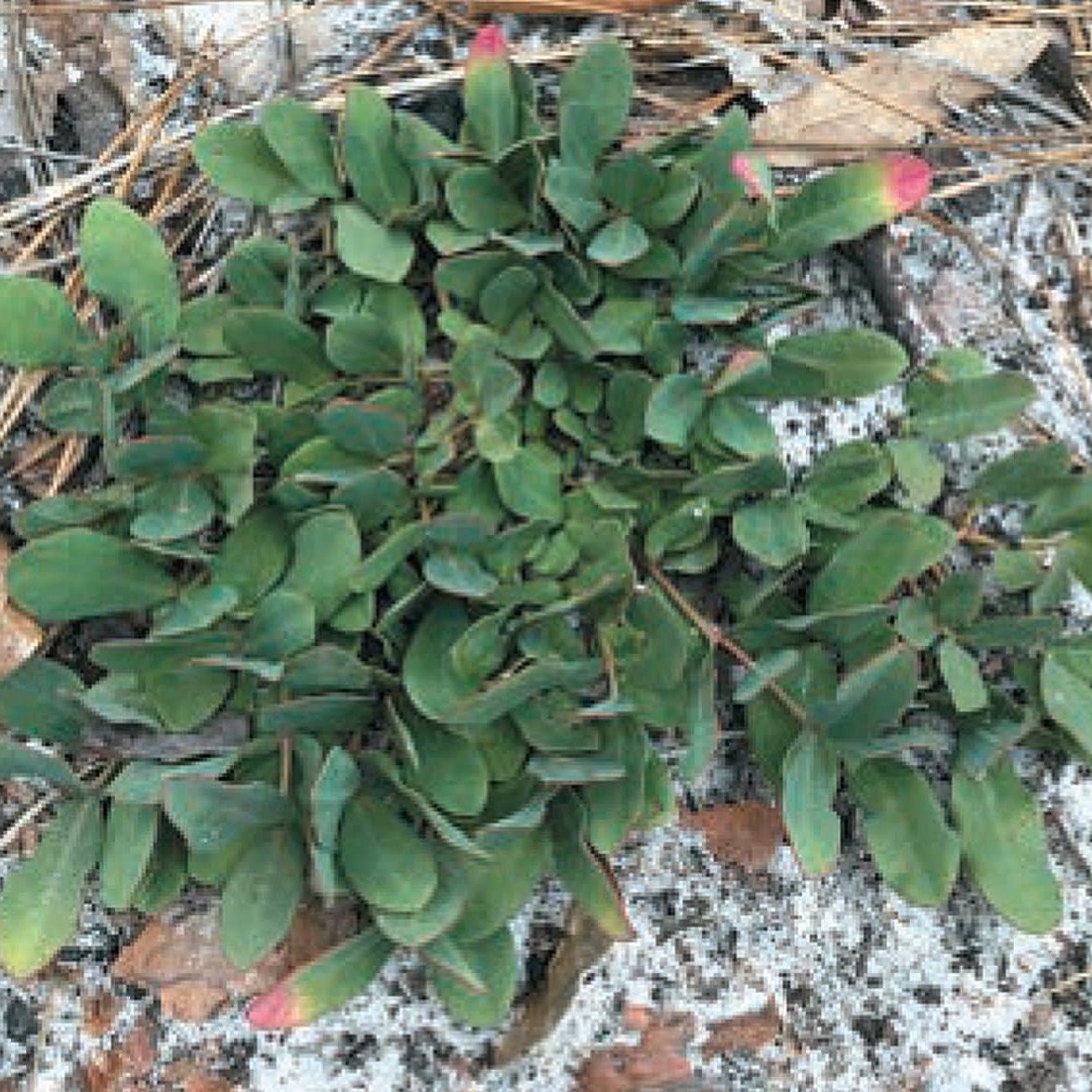Euphorbia