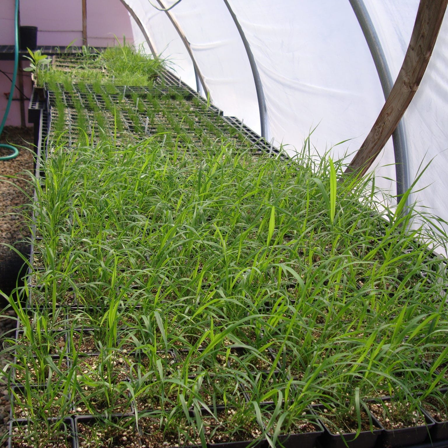 Greenhouse Grasses July 2011 006 Greenhouse Grasses July 2011 006