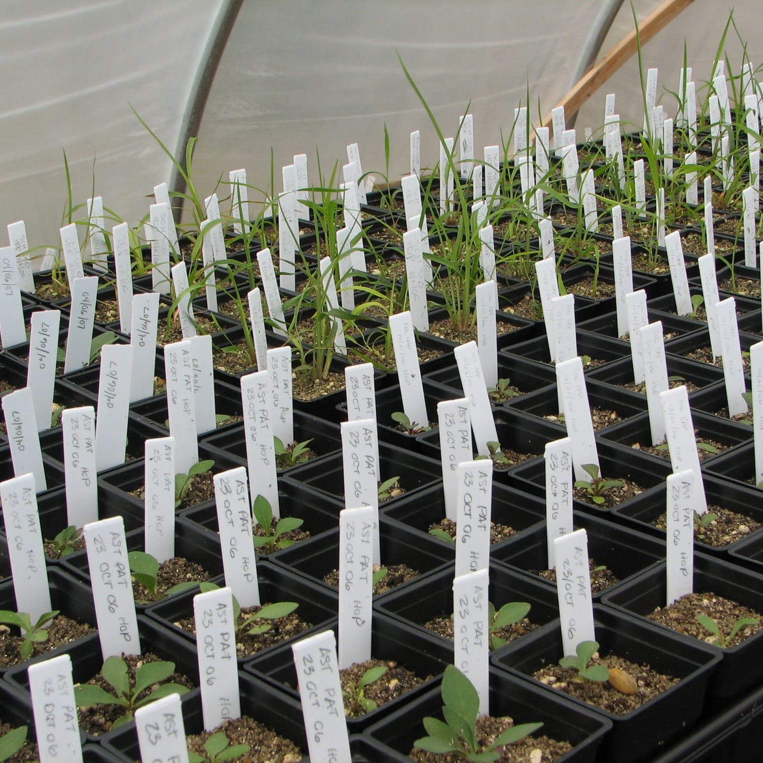 GreenhouseJune1307 002
