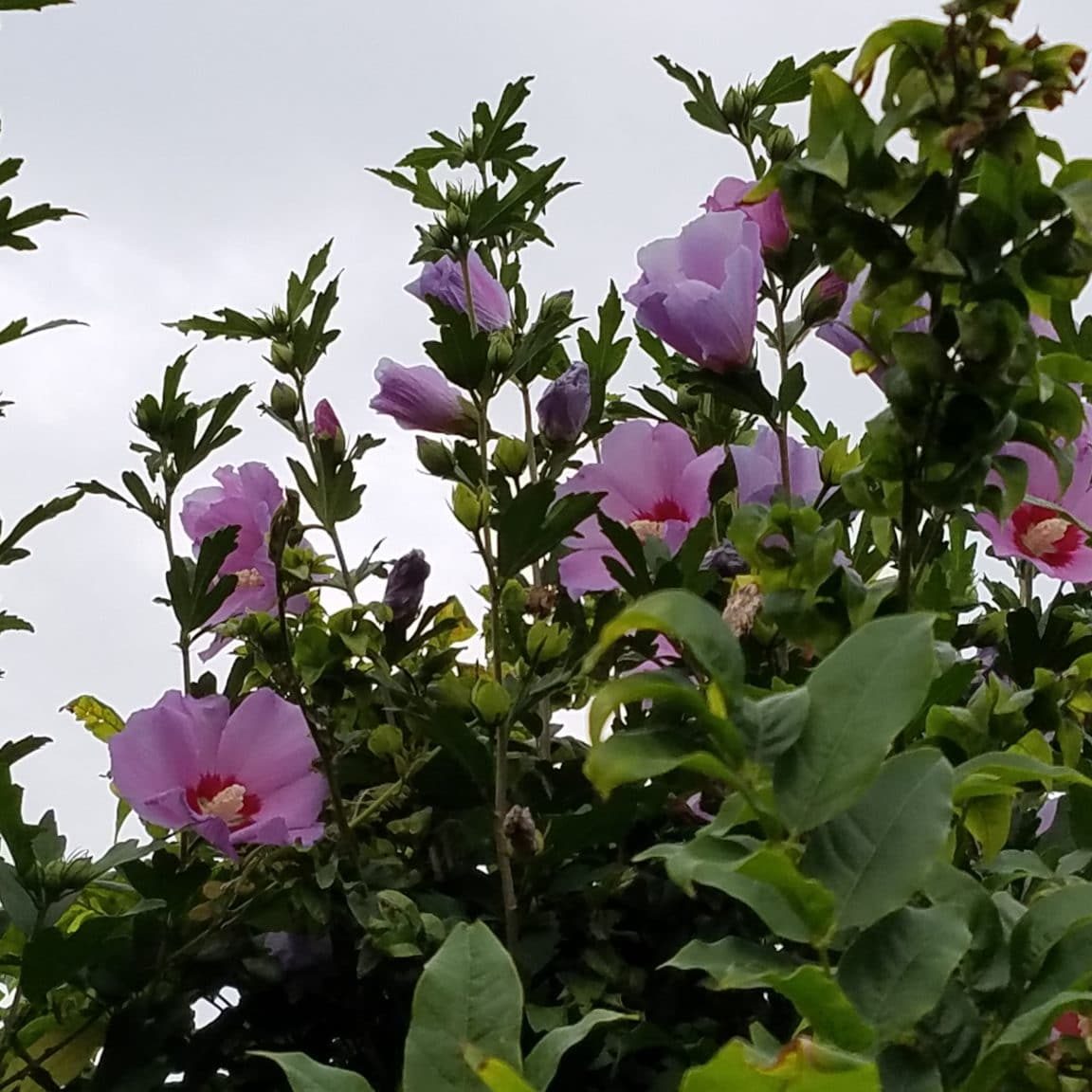 Hibiscus Syriacus,TennAveLB, KAO (1) <em></em>