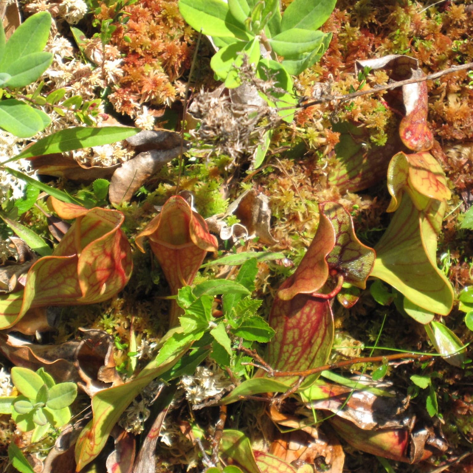 IMG 0071 Purple pitcher plants <em>(Sarracenia purpurea)</em>