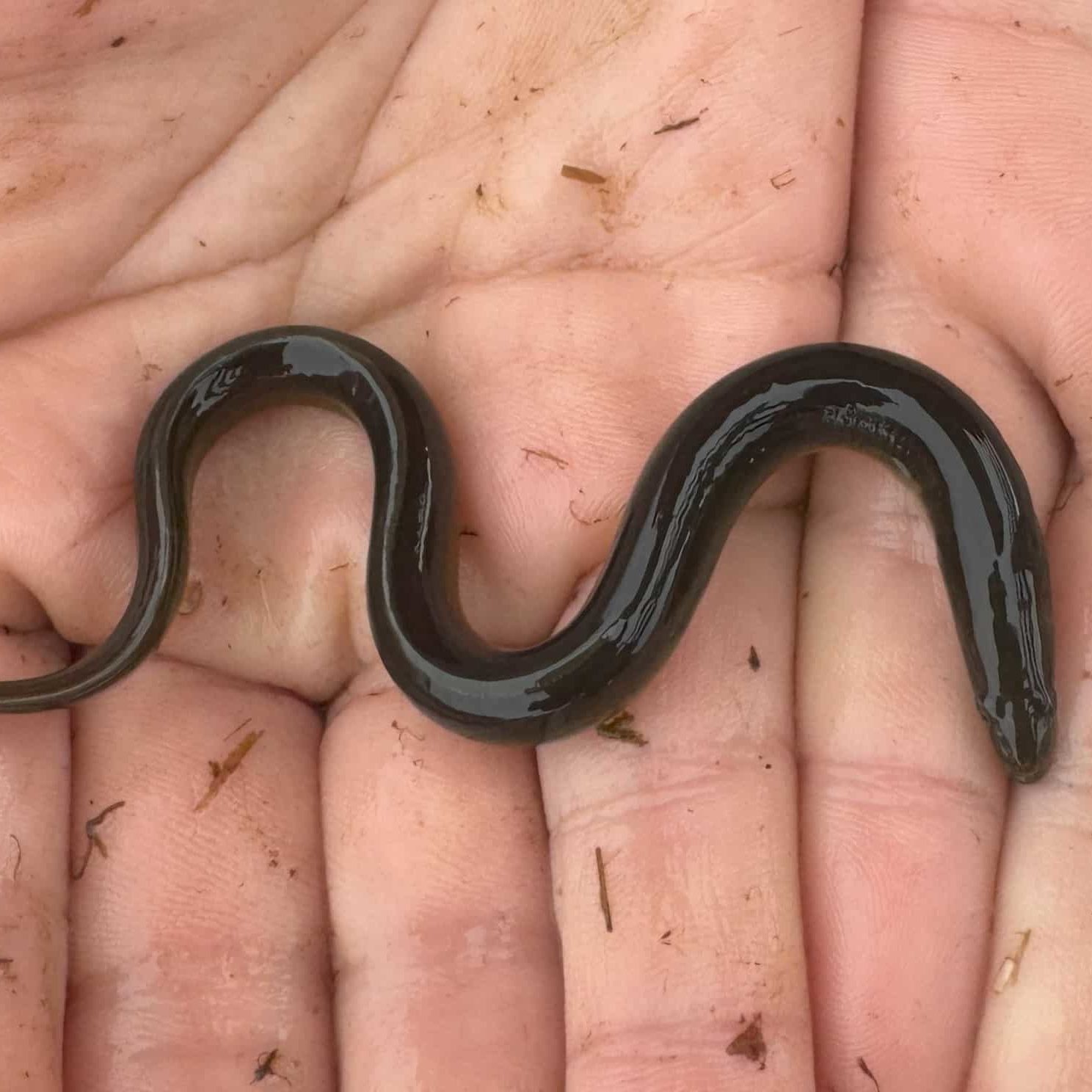 IMG 0133v2 American eel in the elver stage