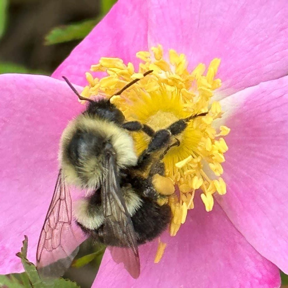 Bumblebee on Virginia Rose. Photo: Amanda Shalit.