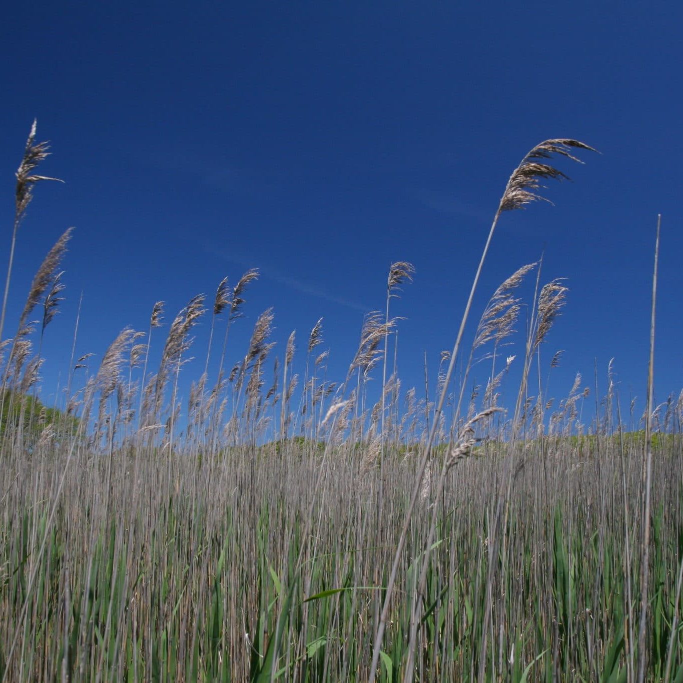 JMD Places Medouie Phrag Common reed <em>(Phragmites australis)</em>