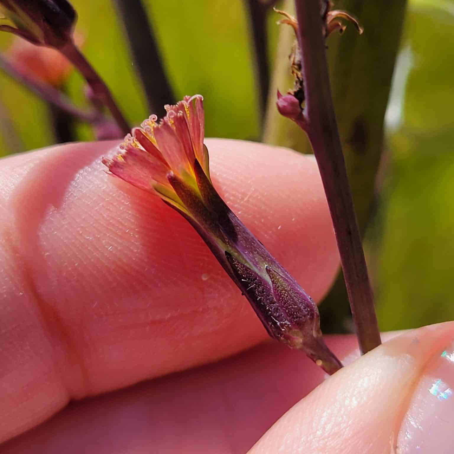Lactuca Sanguinea Close Up Flower KAO
