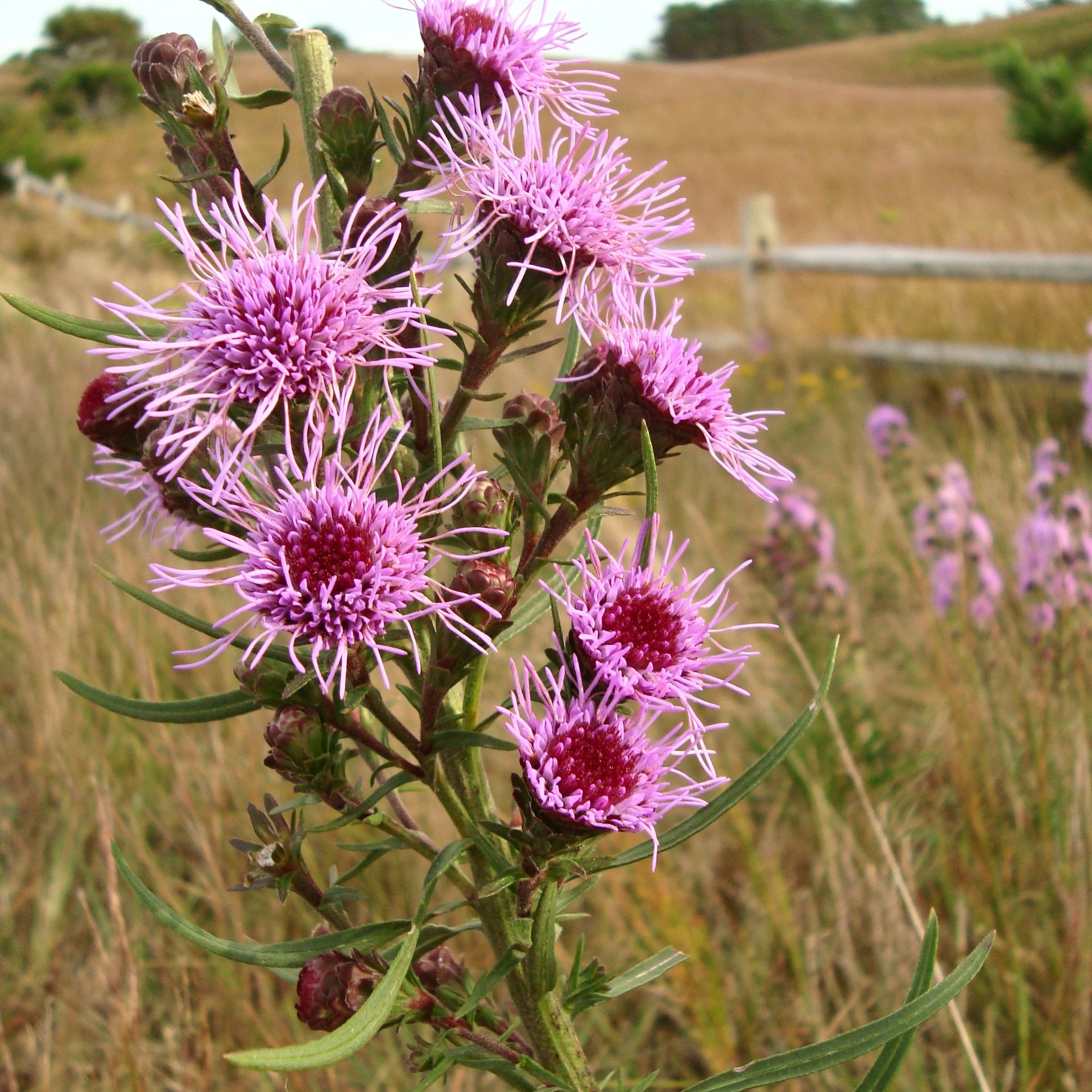 Liatris13Sept2013IC.2 New England blazing star <em>(Liatris novae-angliae)</em>