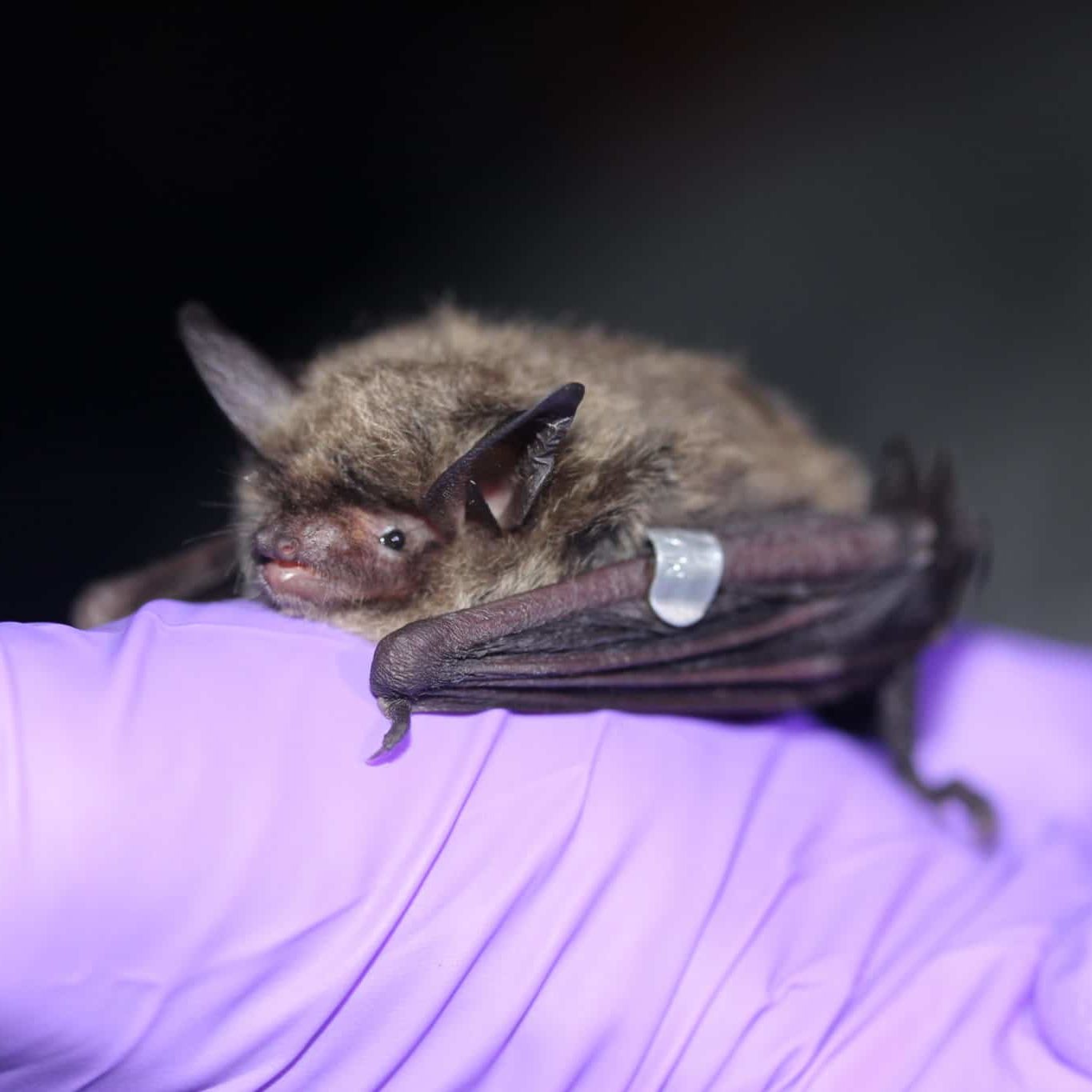 Northern long-eared bat with a wing band