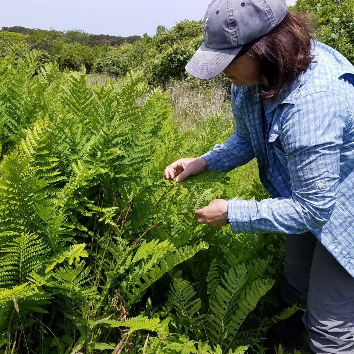 Osmunda Claytoniana, WPath From BarnField, Sanfarm, KAO (9) Interrupted fern <em>(Osmunda claytoniana) </em>- not observed on Nantucket since the early 1900's
