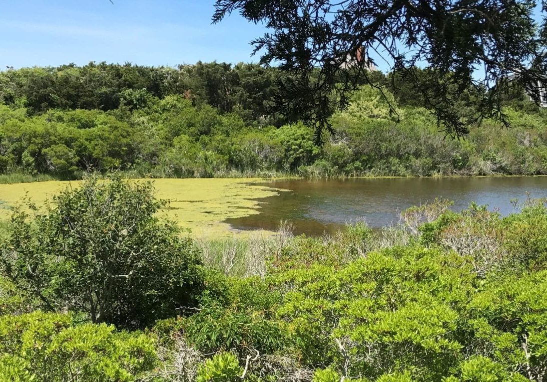 Pest House Pond From Greenberg Path June 15 2017 Cropped