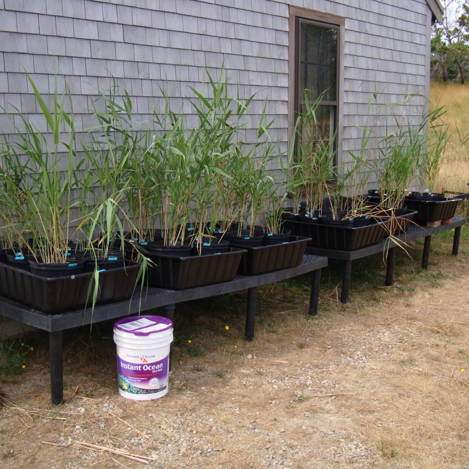 Phragmites At Shop July 9 2012 001