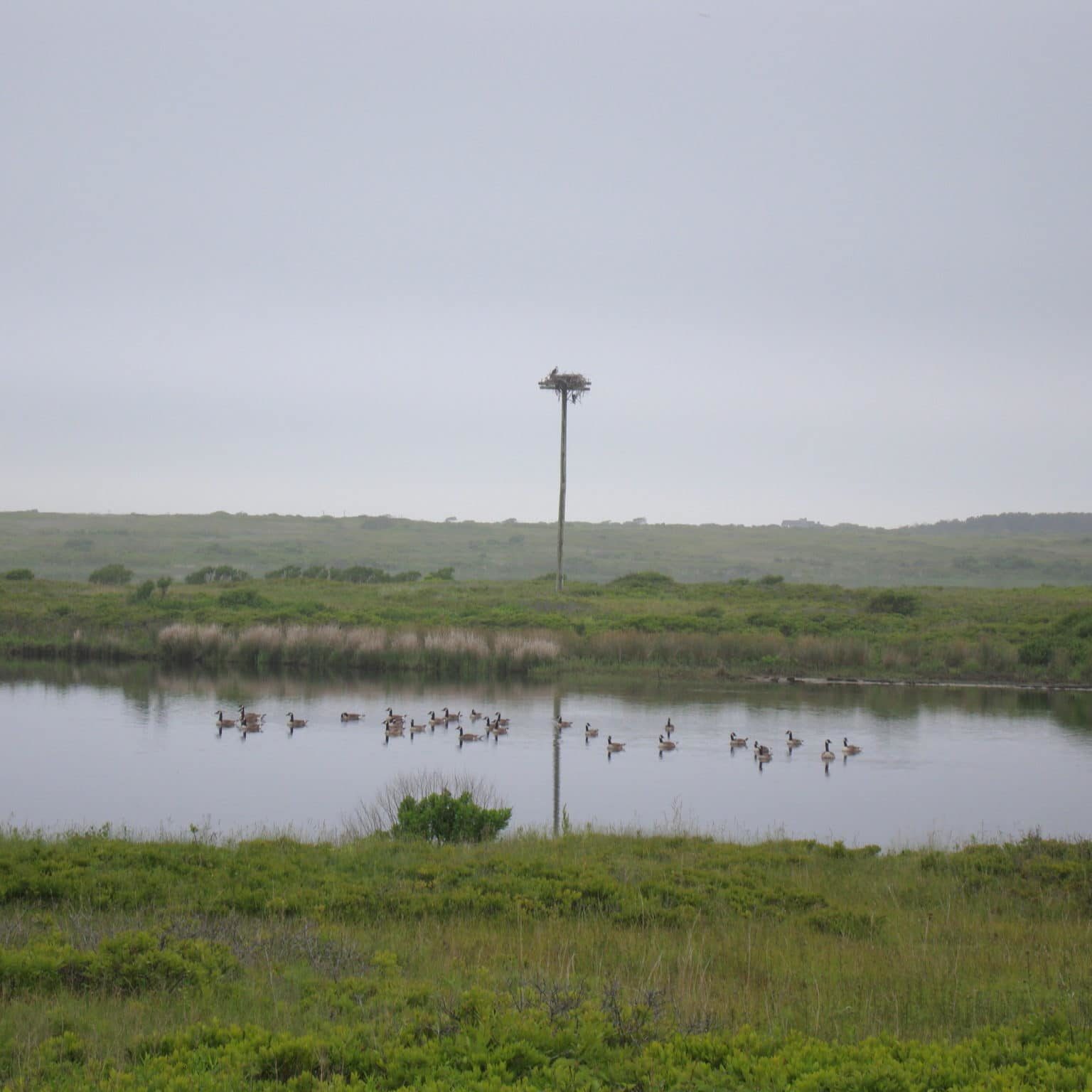 Ram Pasture June 2009 003 West Hummock Pond (aka Clark's Cove)