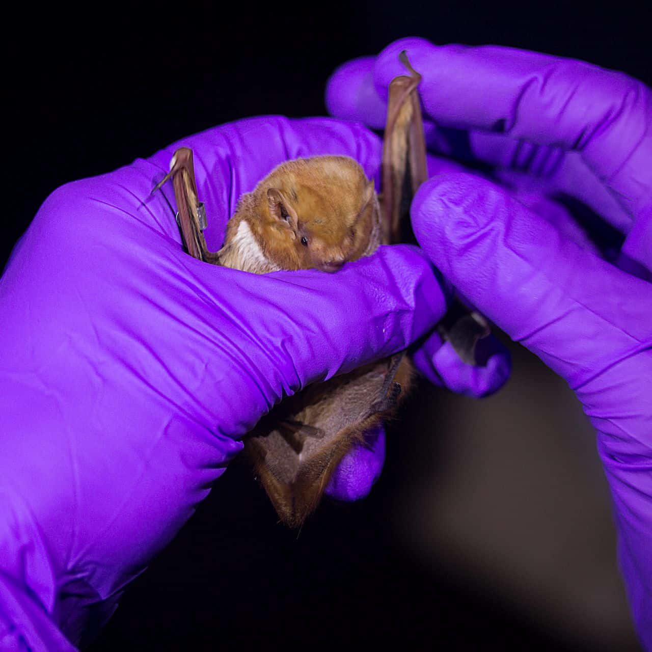 Red Bat Retouched NPF