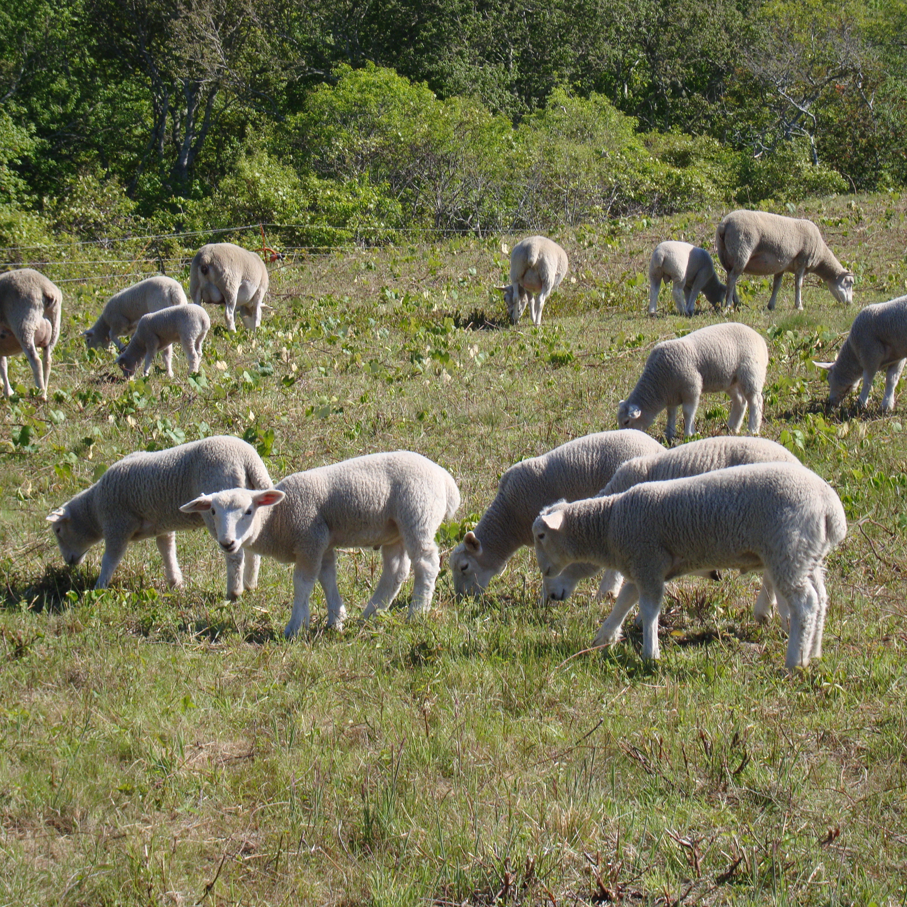 Sheep And Lambs June 2014 069