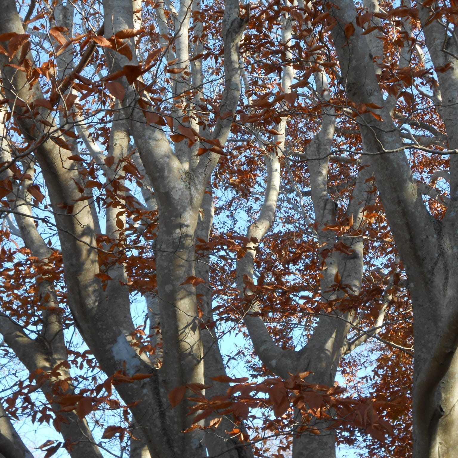 SqSwampFagr28,29, 11 21 13 (3) American beech <em> (Fagus grandifolia) </em>