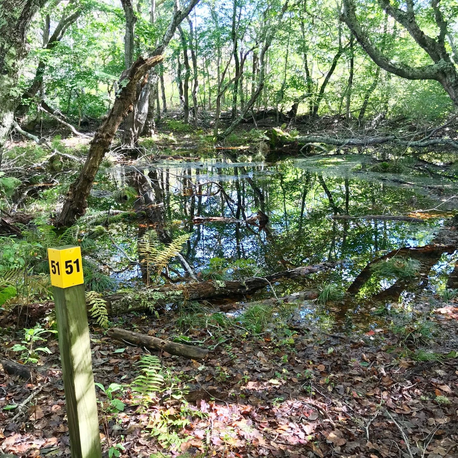 Image result for squam swamp