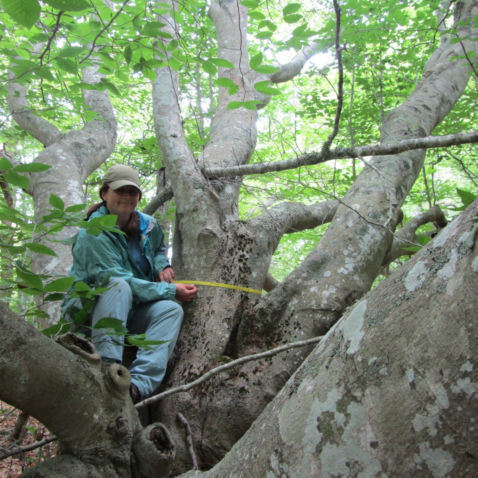 SquamForest BeechPlot61 DBH Multitrunk2
